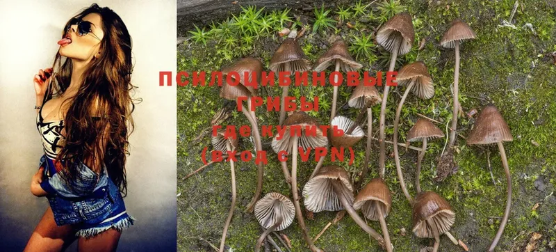 даркнет сайт  Геленджик  Галлюциногенные грибы MAGIC MUSHROOMS 